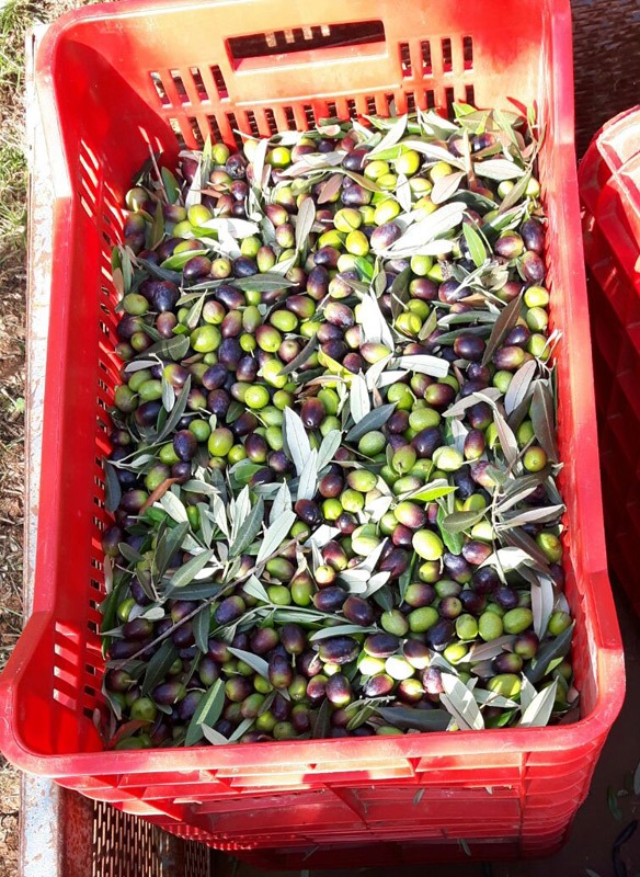 olive toscane a trecciano